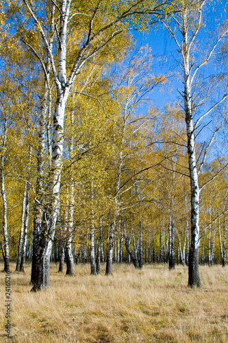 Fototapeta natura jesień park las słońce