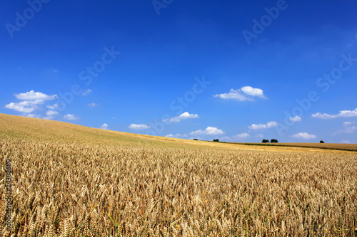 Fotoroleta niebo wieś natura rolnictwo pole