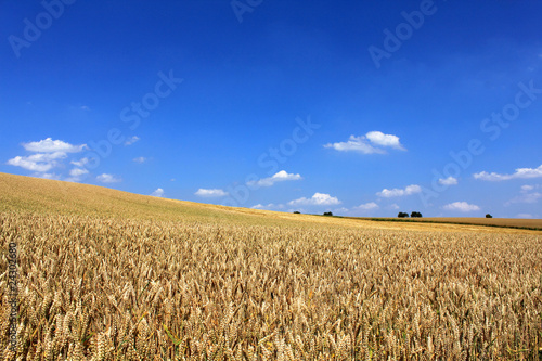 Plakat niebo wieś natura rolnictwo pole