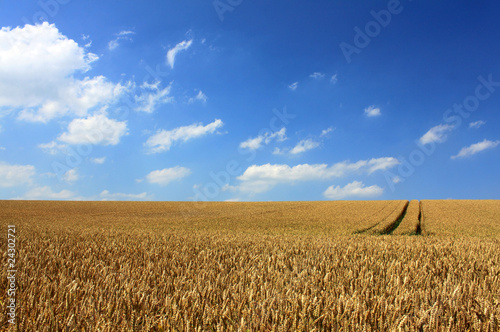 Naklejka rolnictwo lato pszenica wieś niebo