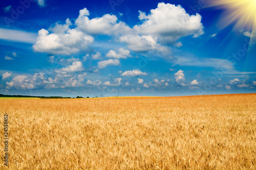 Obraz na płótnie natura żyto ziarno wzgórze