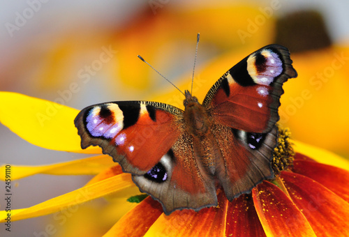 Naklejka ogród natura zwierzę motyl