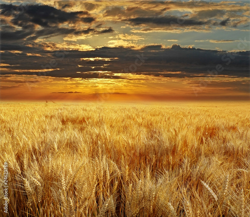 Plakat natura rolnictwo lato piękny