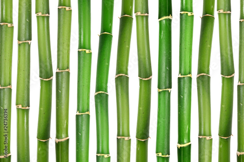 Naklejka bambus roślina zielony