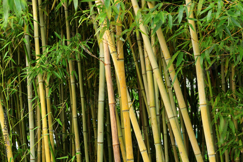 Obraz na płótnie dżungla ogród tropikalny bambus wzór