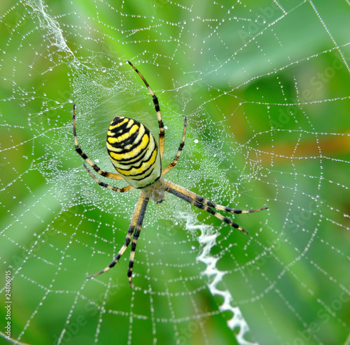 Plakat pająk zwierzę natura