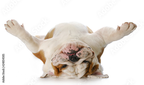 Plakat ssak pies byk zwierzę ładny