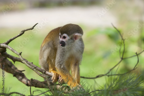 Obraz na płótnie ładny ssak małpa