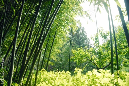 Fototapeta roślina park chiny natura drzewa