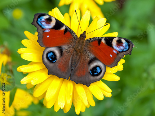 Naklejka jesień motyl fauna zwierzę natura