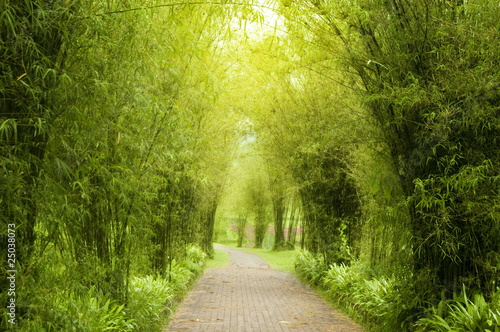 Fototapeta las aleja wieś park