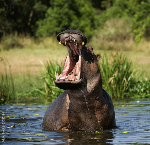 Fotoroleta natura park zwierzę