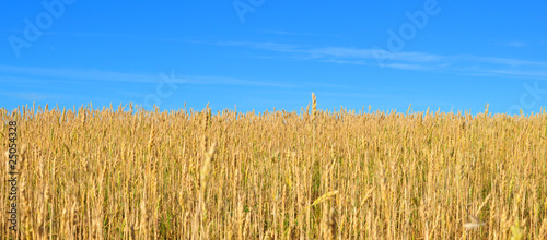 Plakat natura zboże widok rolnictwo