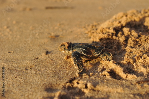 Naklejka południe żółw tropikalny plaża