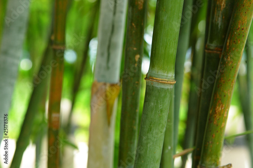 Obraz na płótnie spokojny azja bambus