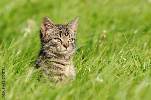Naklejka zwierzę natura trawa kot