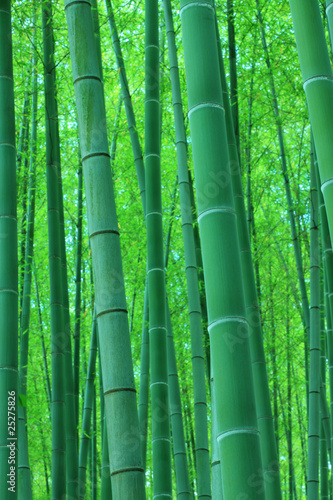 Obraz na płótnie roślina bambus naciągnąć tło kwota