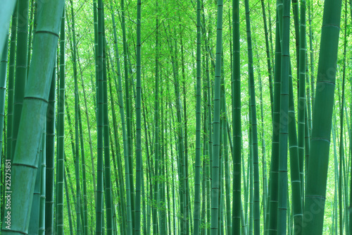 Naklejka roślina bambus kwota tło