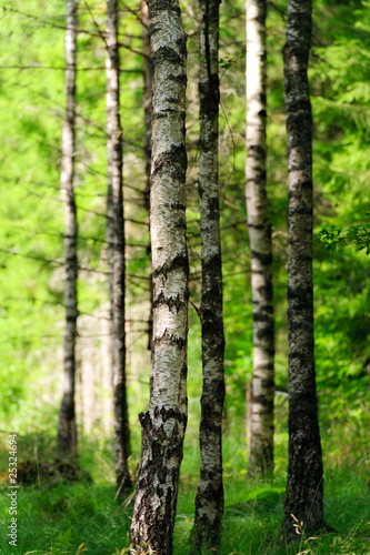 Fototapeta słońce brzoza krajobraz