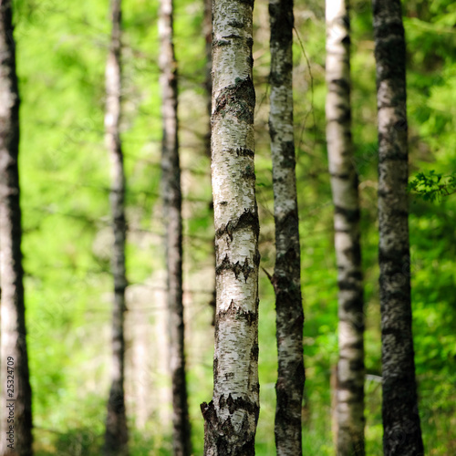 Naklejka jesień natura drzewa las