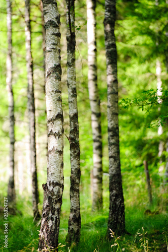 Plakat słońce jesień brzoza natura