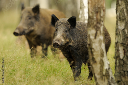 Fotoroleta dziki natura dzik ssak drewno