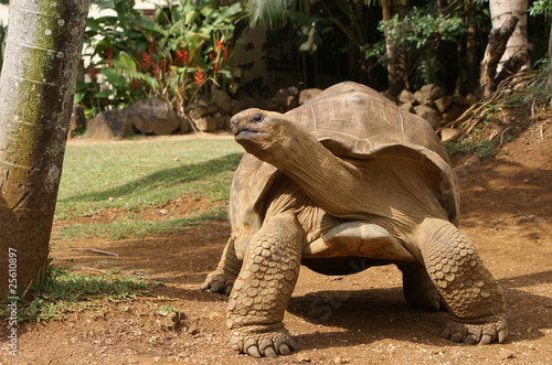 Fotoroleta żółw wyspa galapagos antyczny