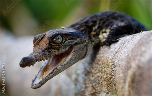 Fotoroleta krokodyl aligator płaz zwierzę