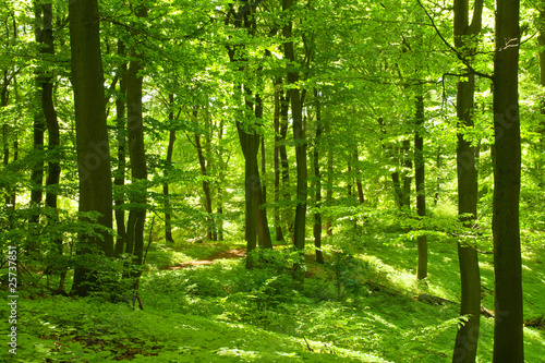 Obraz na płótnie drzewa buk krajobraz słońce natura