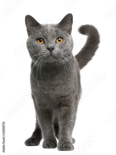 Naklejka kot ładny portret kociak