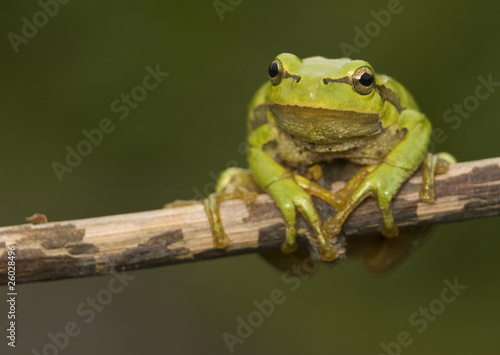 Plakat las gad żaba zielony 