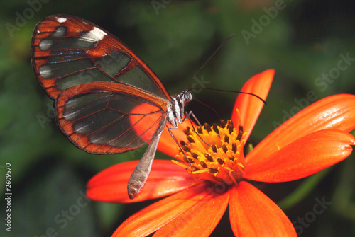 Fotoroleta natura motyl kopia życie owad