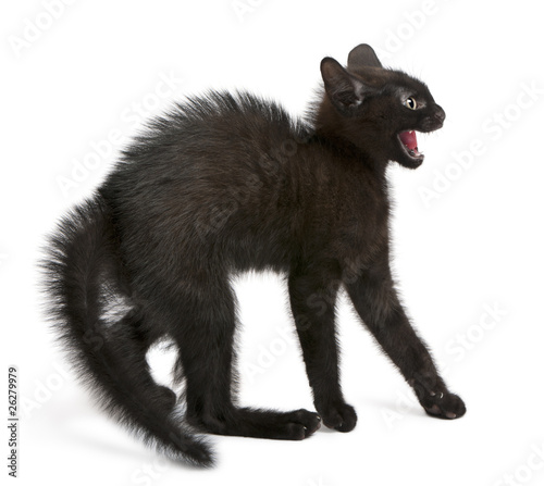 Naklejka ładny ssak zwierzę kociak kot