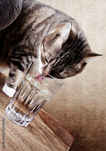 Naklejka Kot pije wodę ze szklanki