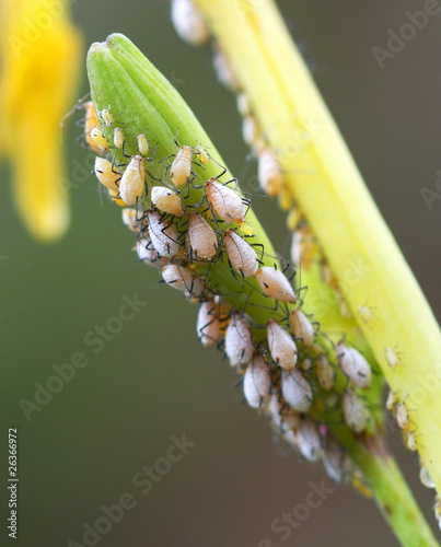 Fotoroleta zwierzę roślina żółty kobiece zielony