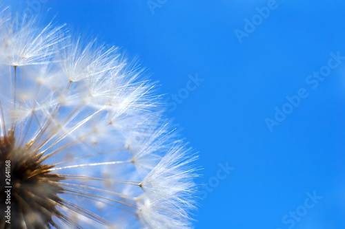 Obraz na płótnie kwiat niebo łąka piłka