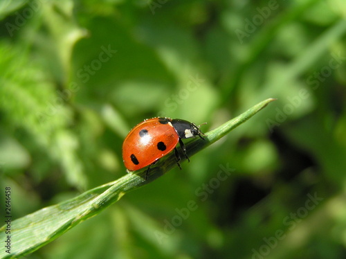 Fotoroleta natura lato roślina łąka trawa