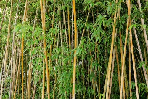 Obraz na płótnie zen roślina bambus