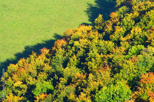 Fotoroleta drzewa krajobraz las jesień trawa