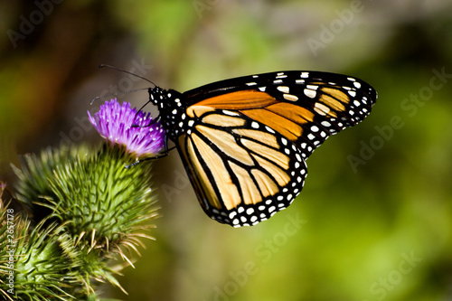 Obraz na płótnie roślina krzew natura motyl kwiat