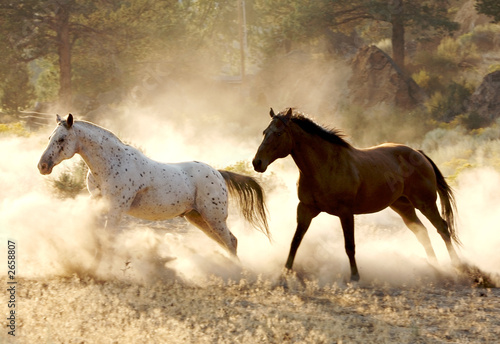 Fotoroleta dziki koń grzywa bezdroża pustynia