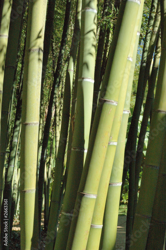 Obraz na płótnie ogród krajobraz natura bambus łodyga