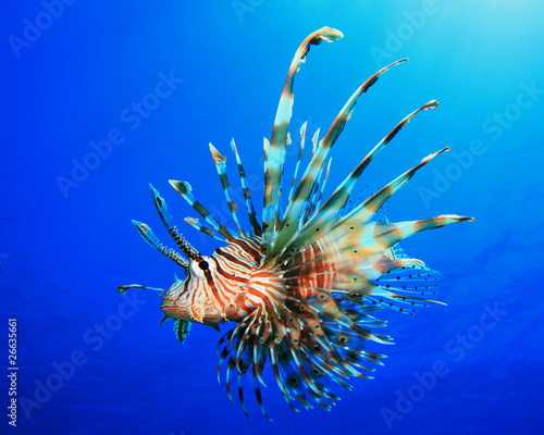 Fotoroleta woda morze czerwone zwierzę tropikalna ryba