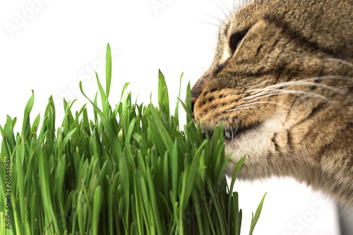 Naklejka Kot je trawę