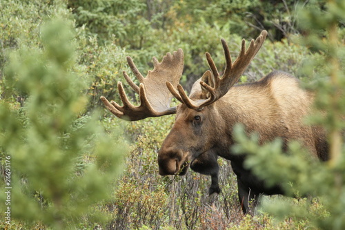 Plakat mężczyzna las alaska natura finlandia