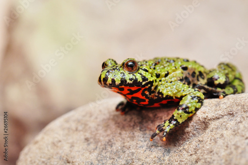 Fotoroleta zwierzę natura płaz