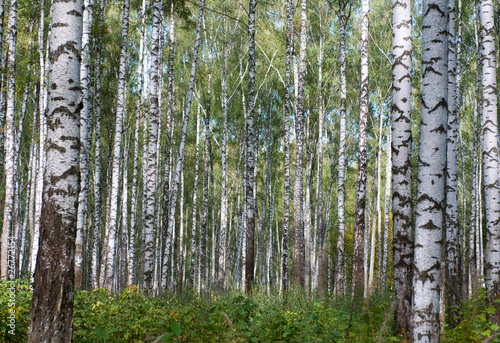 Naklejka jesień brzoza pole