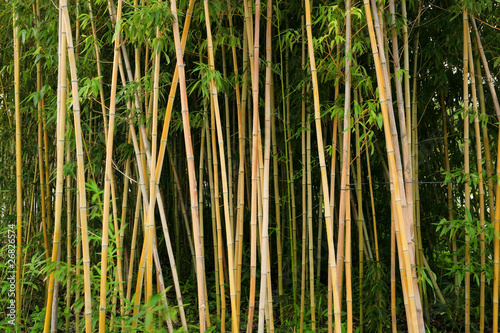 Fotoroleta las chiny natura roślina