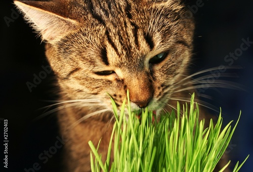 Naklejka trawa portret jedzenie kot