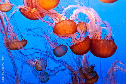 Plakat natura zwierzę meduza podwodne